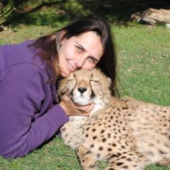 Kiera (cheetah cub)