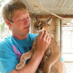 Vol and caracal