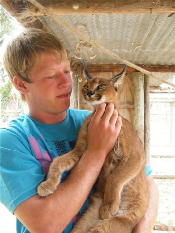 Vol and caracal