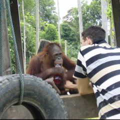 Orangutan tour
