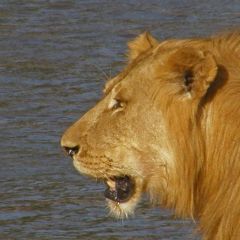 Lion3