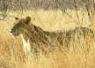 Ruaha120