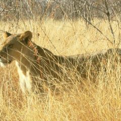Ruaha120