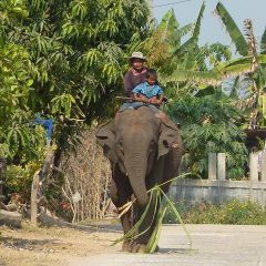 Elefant mit seinem mahout und sohn