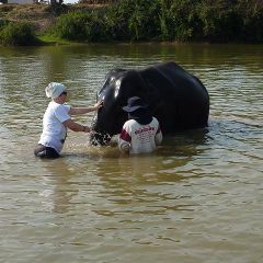 Mit meinem elefant im wasser