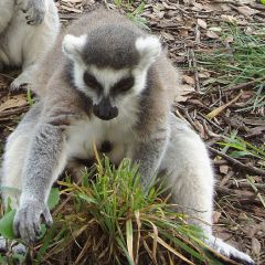 Lemurforaging