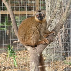 Lemurintree