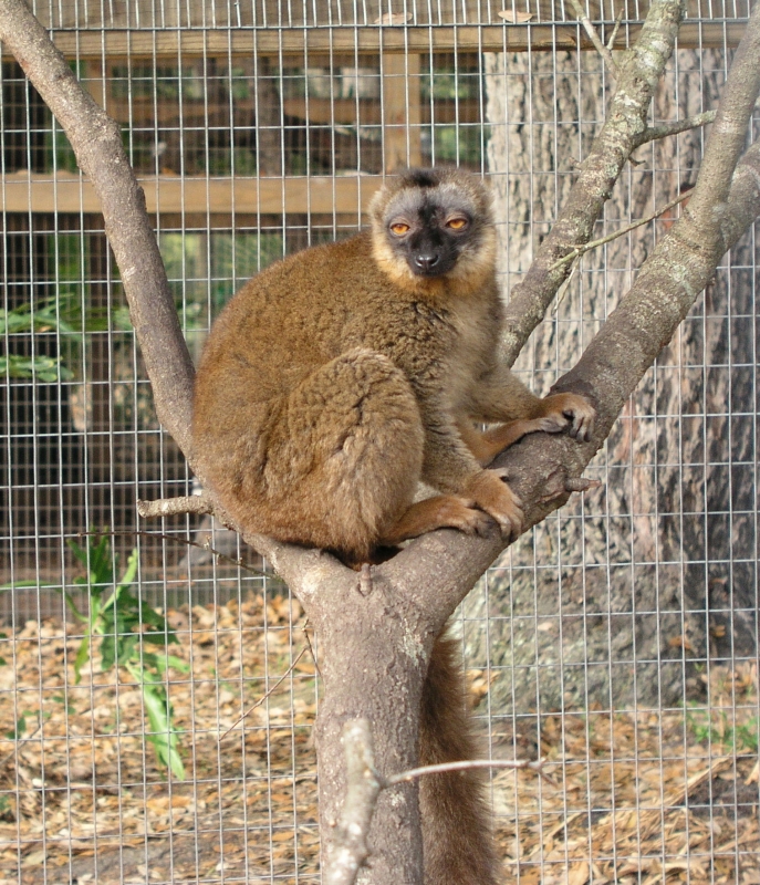 Lemurintree