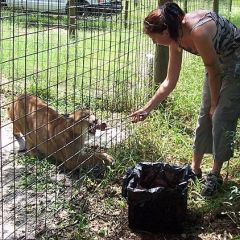 Ocwithcougar