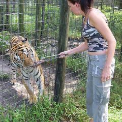 Ocwithtiger