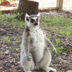 Zaboomafoo