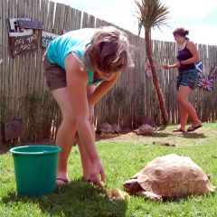 Volunteering - feeding tortoises