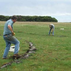 Tree planting2