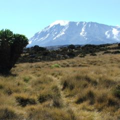 Kilimanjaro aug 07 114