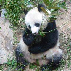 Pandas eating