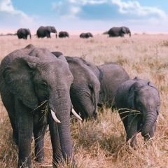 Elephants