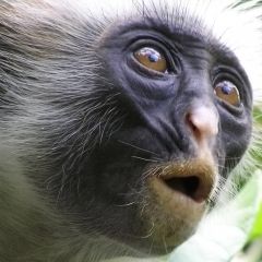 Monkey