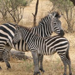 Zebras