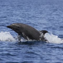 Bottlenose dolphins in the marine park