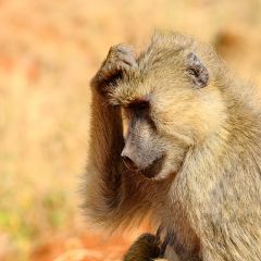 Igb192 - baboon