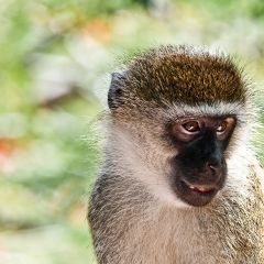 Igb192 - vervet monkey shimoni forest