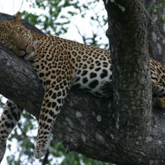 Sleeping leopard 3365495133 o