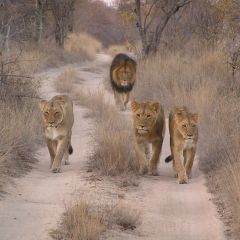 The walk