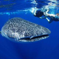 Whale Shark Conservation