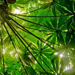1costa-rica-palm