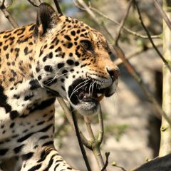 Costa-rica-jaguar
