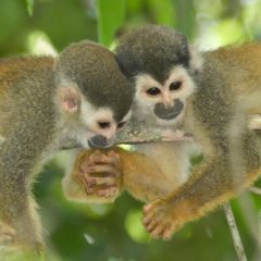 Monkeys