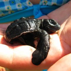 Timyturtle
