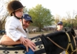 Bolivia equine