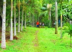 Hiking through the botanical garden on the robert louis hike