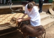 Ghana vet