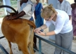 India vet