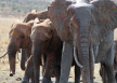 Thai-elephants