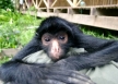Peru conservation