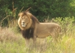 Male lion 2 cropped