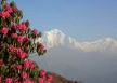 Ghorepani poon hill trek