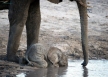 Mum and baby take a drink