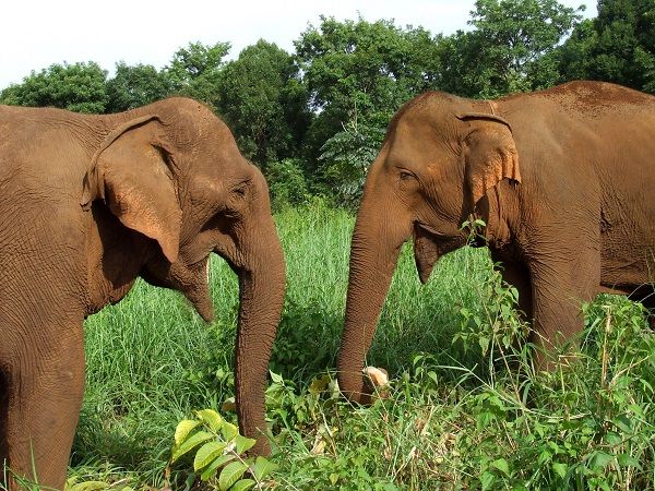 Meet elephants in Mondulkiri, Cambodia