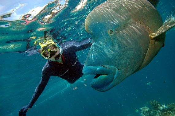 Diving on the Great Barrier Reef