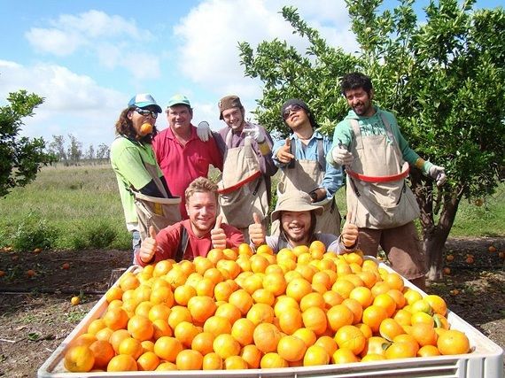 Fruit picking is popular in Australia Fruit picking is popular in Australia