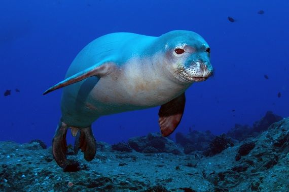 Seal in the Galapagos Islands Seal in the Galapagos Islands