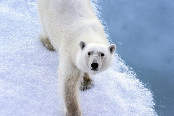 A polar bear in northern Canada