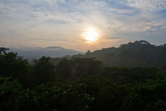Rainforest