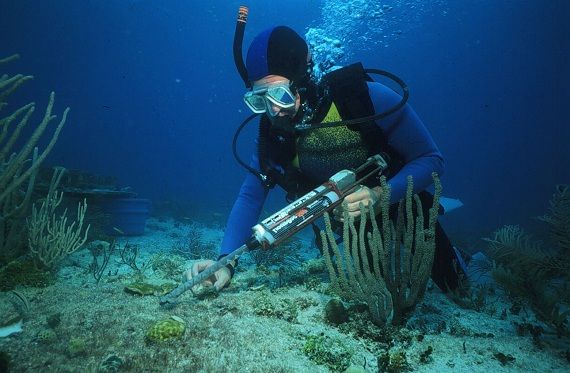 Coral reef restoration