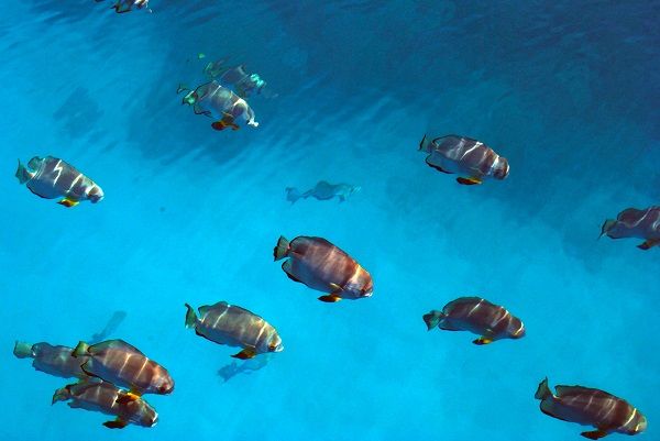 Diving at the Great Barrier Reef