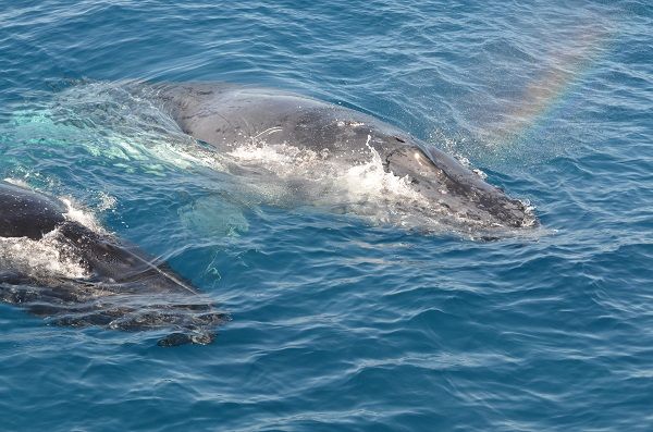 Whale watching in Argentina